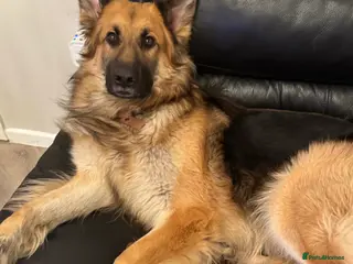German Shepherd dogs Good home required - Advert 1