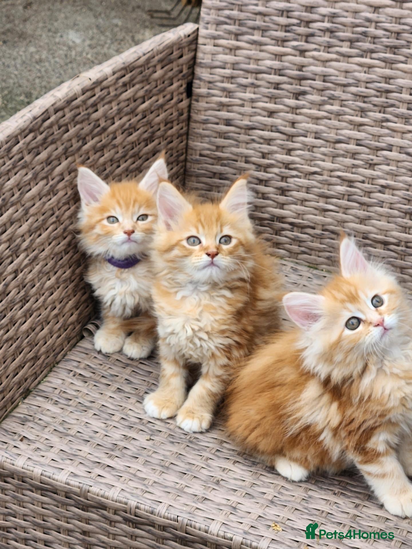Maine Coon cats Maine Coon Ready Now!! Absolutely gorgeous! - Advert 18
