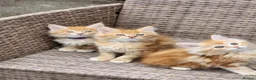 Maine Coon cats for sale: Maine Coon ginger Ready Now!! Absolutely gorgeous! - Advert 6