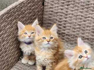 Maine Coon cats Maine Coon Ready Now!! Absolutely gorgeous! - Advert 18