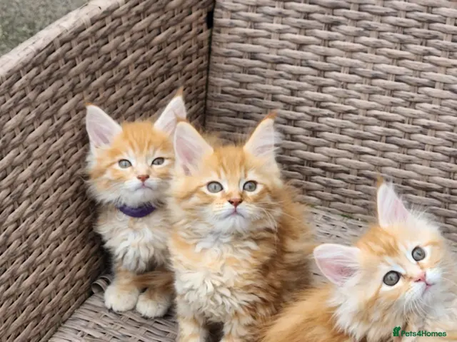 Maine Coon cats Maine Coon ginger Ready Now!! Absolutely gorgeous! - Advert 1
