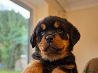 Rottweiler dogs Chunky, Strong, Loyal & Pure Rottweiler Puppies - Advert 6