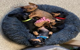 Miniature Dachshund dogs for sale: Puppy's all carrying pink - Image 6