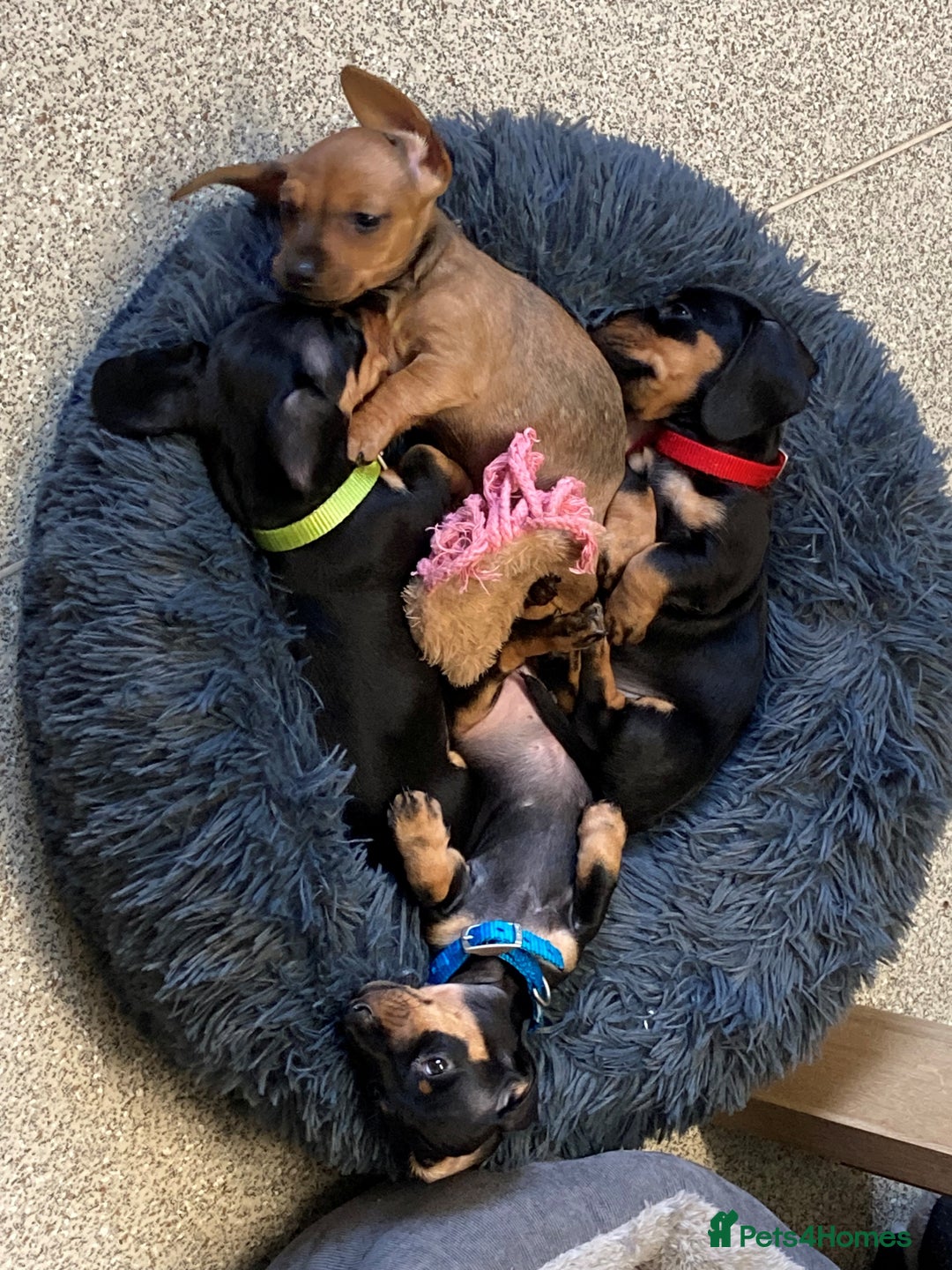 Miniature Dachshund dogs for sale: Puppy's all carrying pink - Image 6