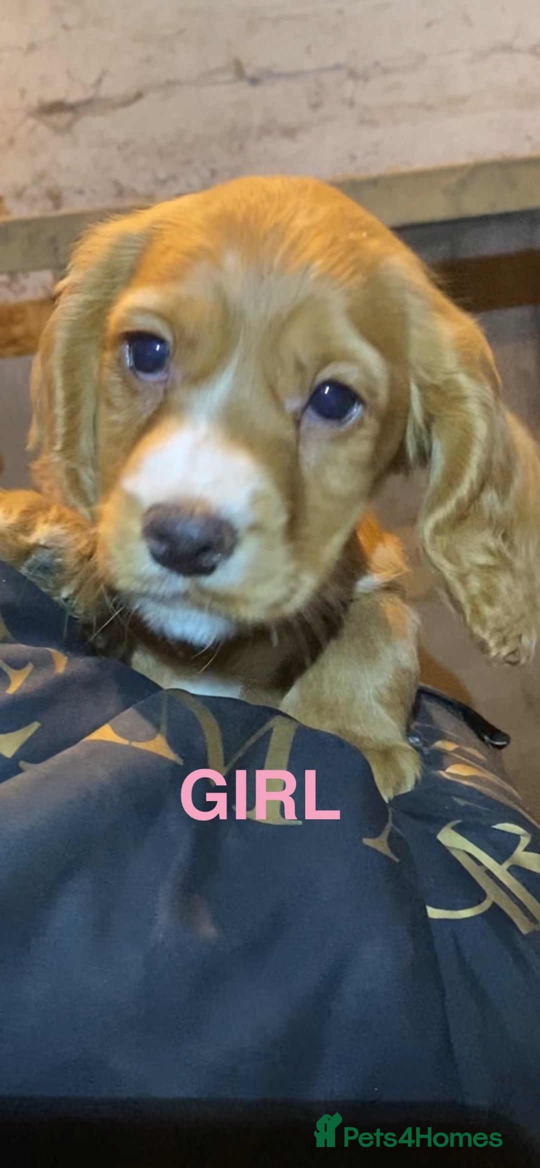 Cocker Spaniel dogs for sale: COCKER SPANIELS Fully Vaccinated Ready Now  - Advert 6