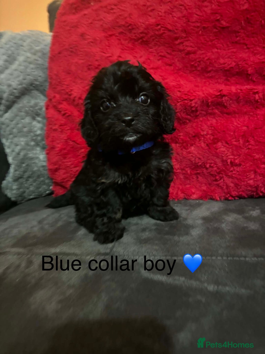 Cavapoo dogs for sale: Cavapoos ready 23rd December 🥰🥰 - Advert 5