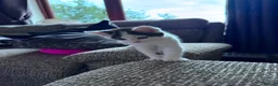 Mixed Breed cats for sale: Mixed kittens - Advert 7