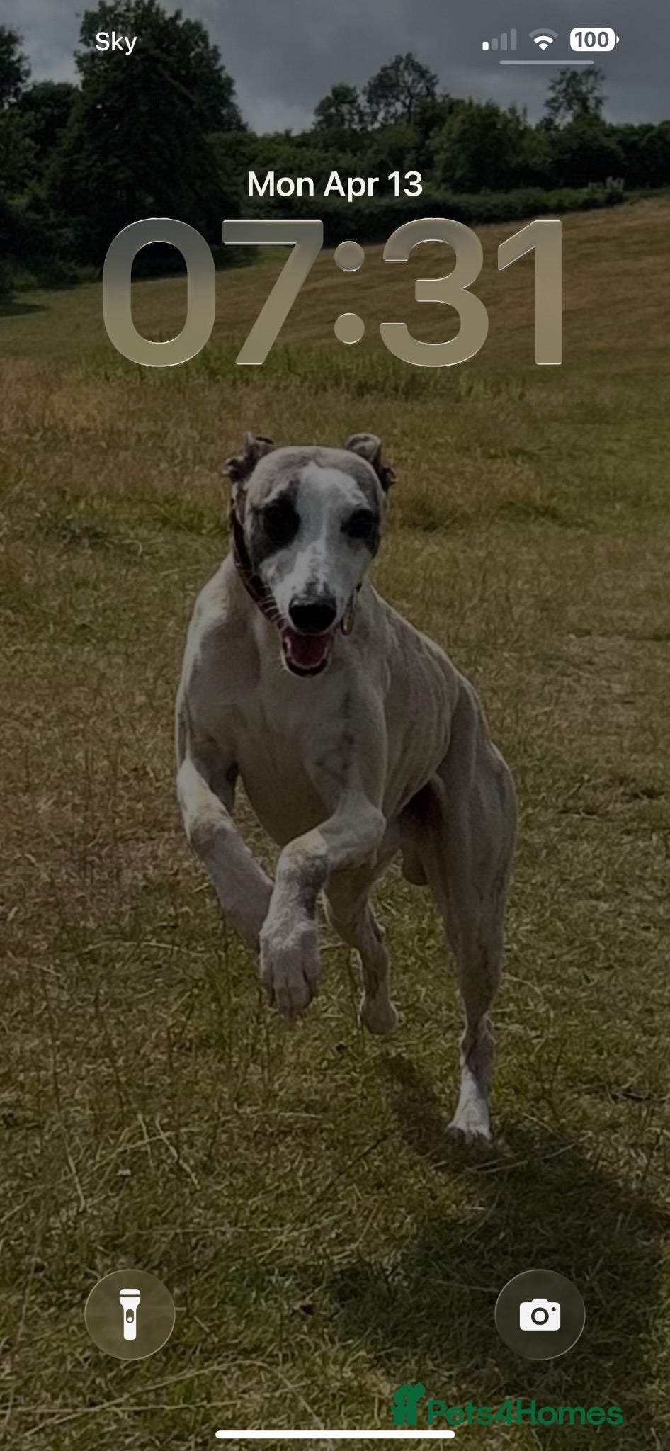 Whippet dogs Star faced Brindle available for Stuf - Advert 1