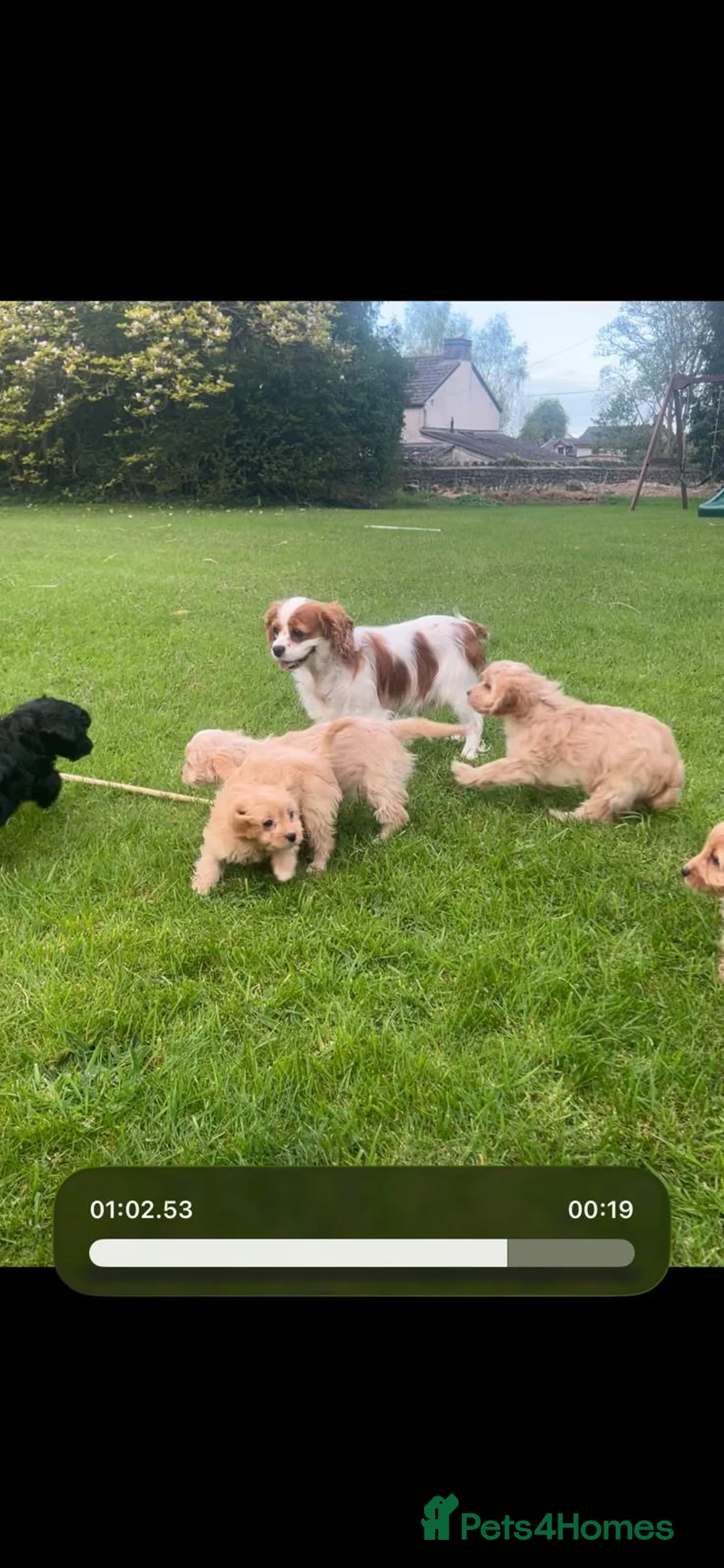 Cavapoo dogs for sale: Beautiful F1 Cavapoo puppies - Advert 2