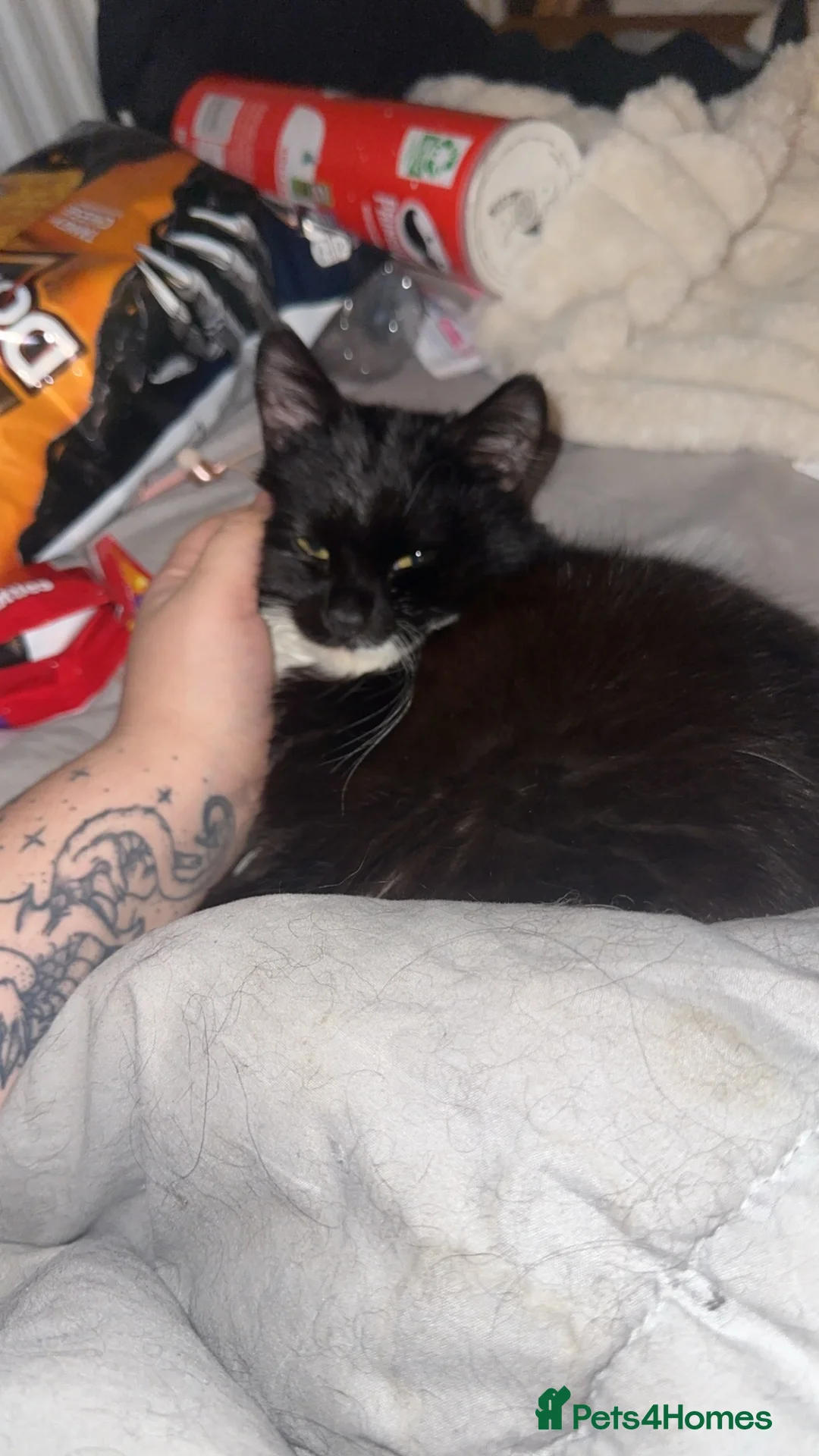 Mixed Breed cats for sale: Salem - Advert 2
