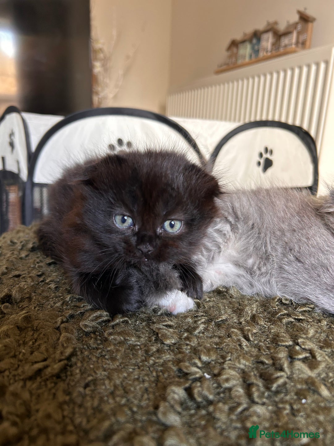 Scottish Fold cats for sale: 2 female Scottish fold cross kittens for sale  - Image 5