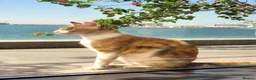Arabian Mau cats for adoption: Monica - Advert 1