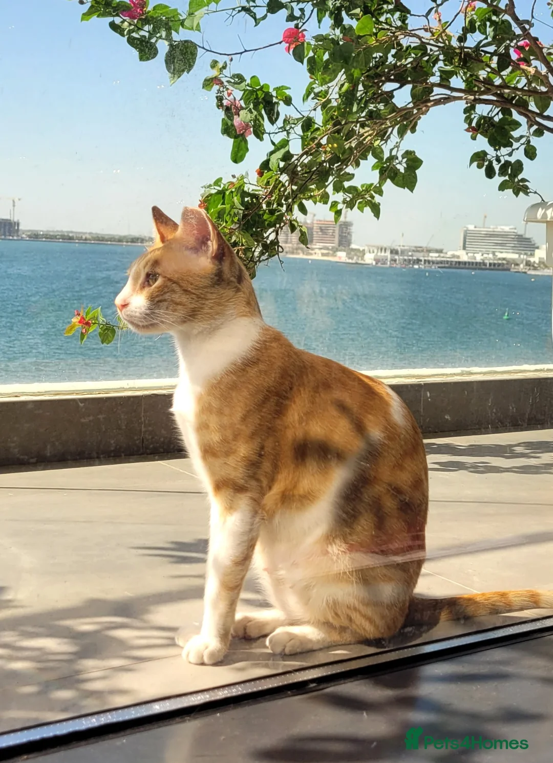 Arabian Mau cats for adoption: Monica - Advert 1