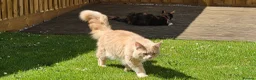 Maine Coon cats for sale: Male  - Advert 5