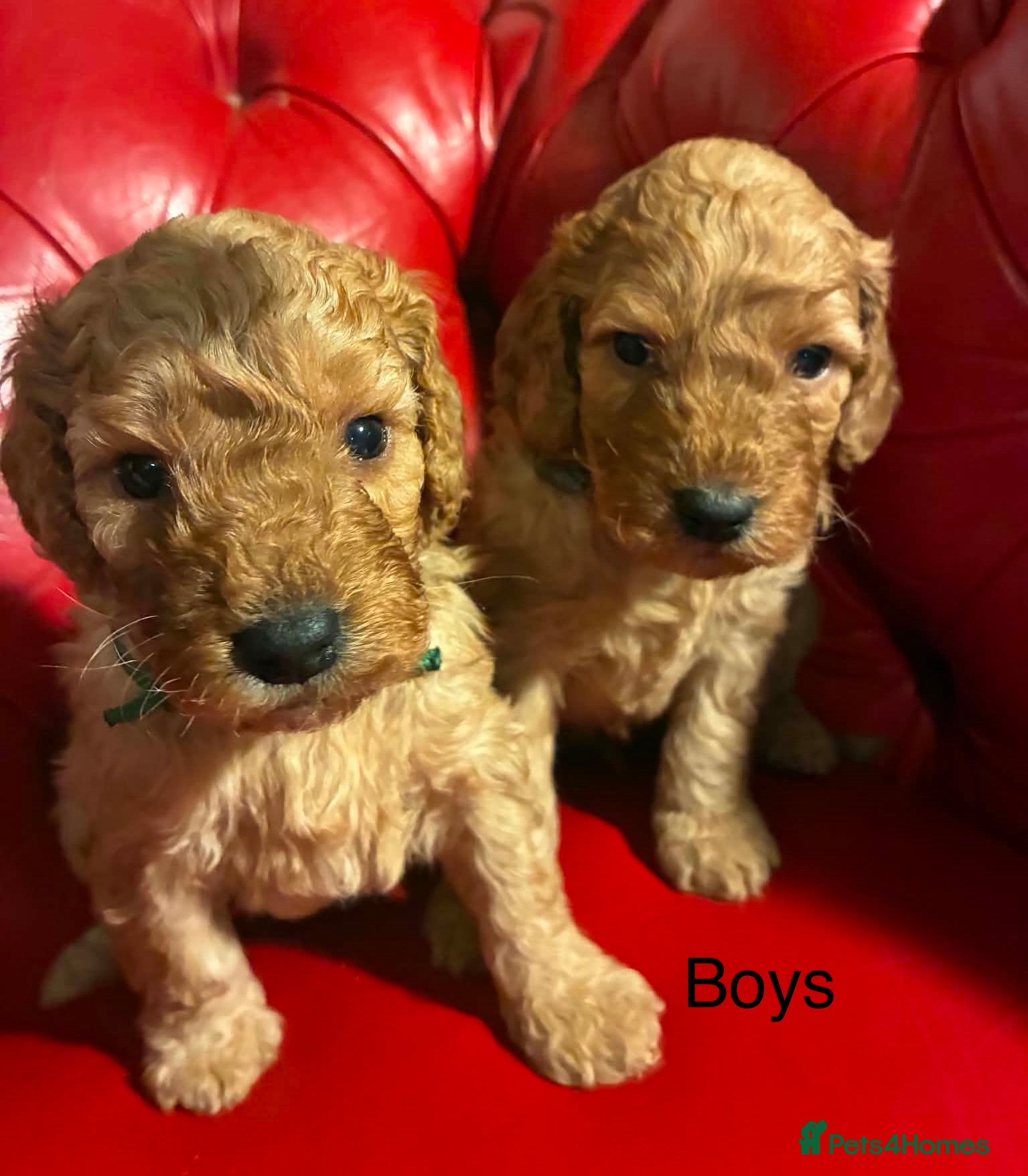 Cockapoo dogs  Red F2b cockapoos  - Advert 4