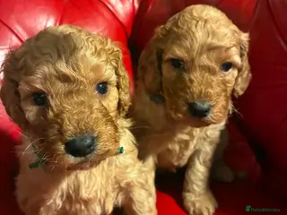 Cockapoo dogs Red F2b cockapoos - Advert 1