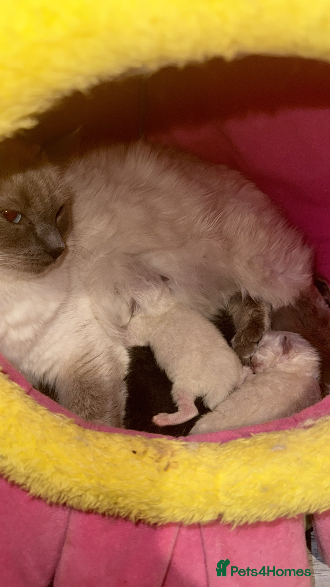 Ragdoll cats for sale: 2 female blue mitted rag doll kittens - Advert 6