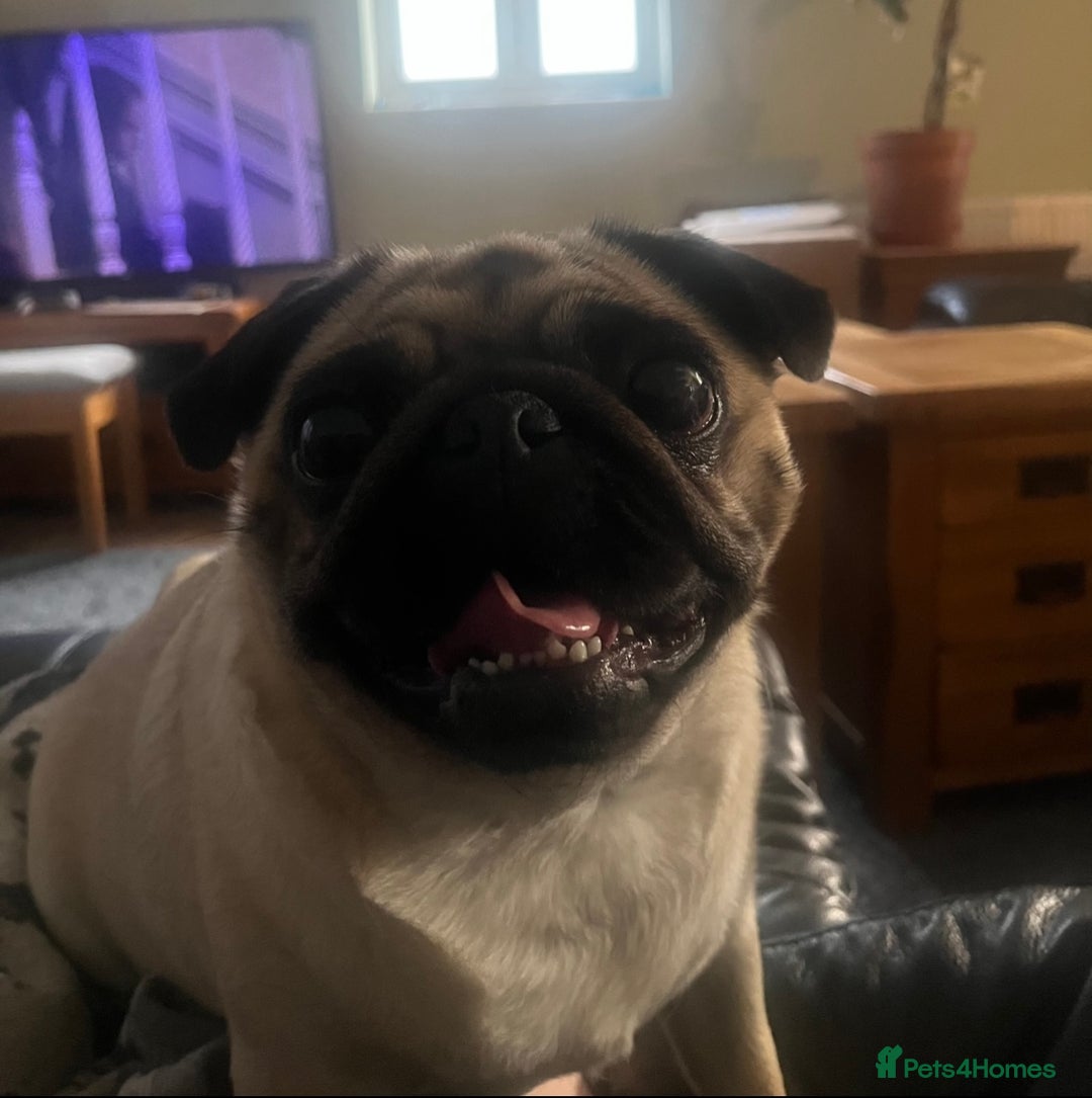Pug dogs for sale: Gorgeous Female Adult Pug 3 Years old Ready Now  - Advert 8