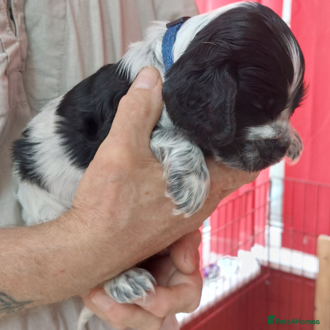 Cocker Spaniel dogs for sale: Kc Reg show type cocker spaniel puppies  - Image 14