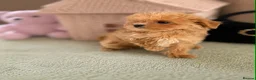 Maltipoo dogs for sale: 🥰 UNIQUE LOVE Tiny Asian Maltipoo 🥰 - Advert 8