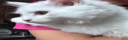 Munchkin cats for sale: Beautiful Girl kitten - Advert 10