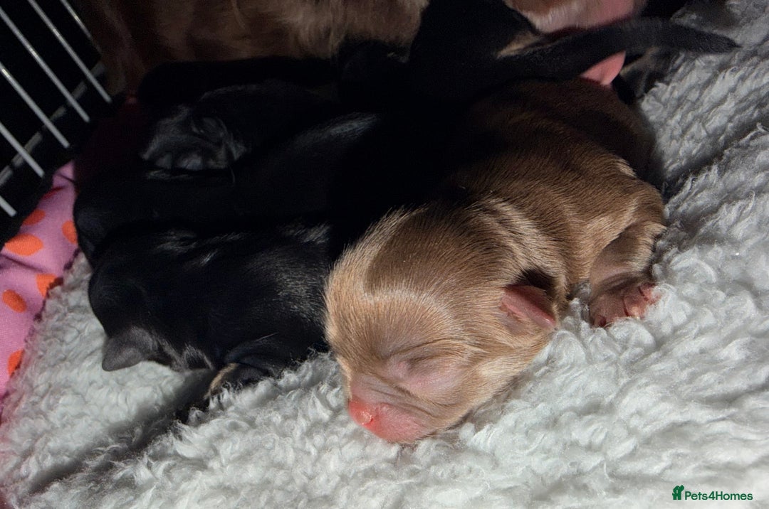 Chihuahua dogs for sale: Russian long coat chihuahua  - Advert 6