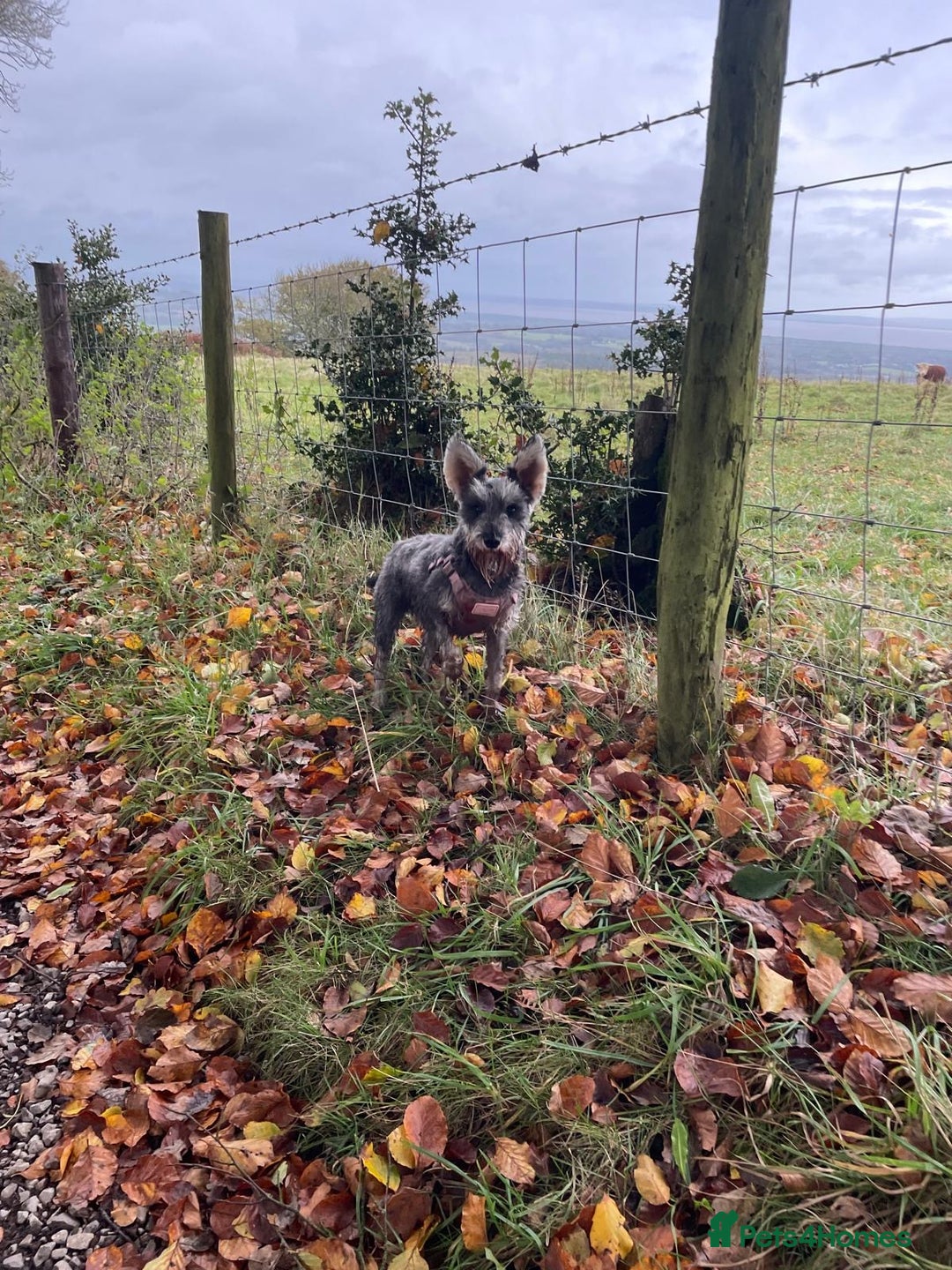 Miniature Schnauzer dogs for sale: Miniature Schnauzer pups for sale - Advert 5