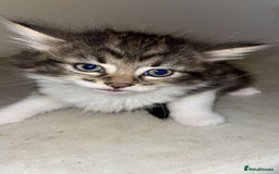 Mixed Breed cats for sale: Kittens for sale! - Image 10