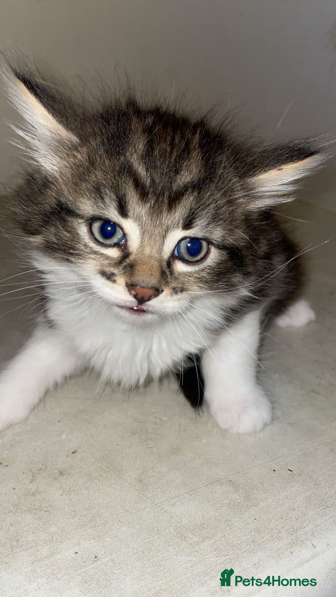 Mixed Breed cats for sale: Kittens for sale! - Image 10