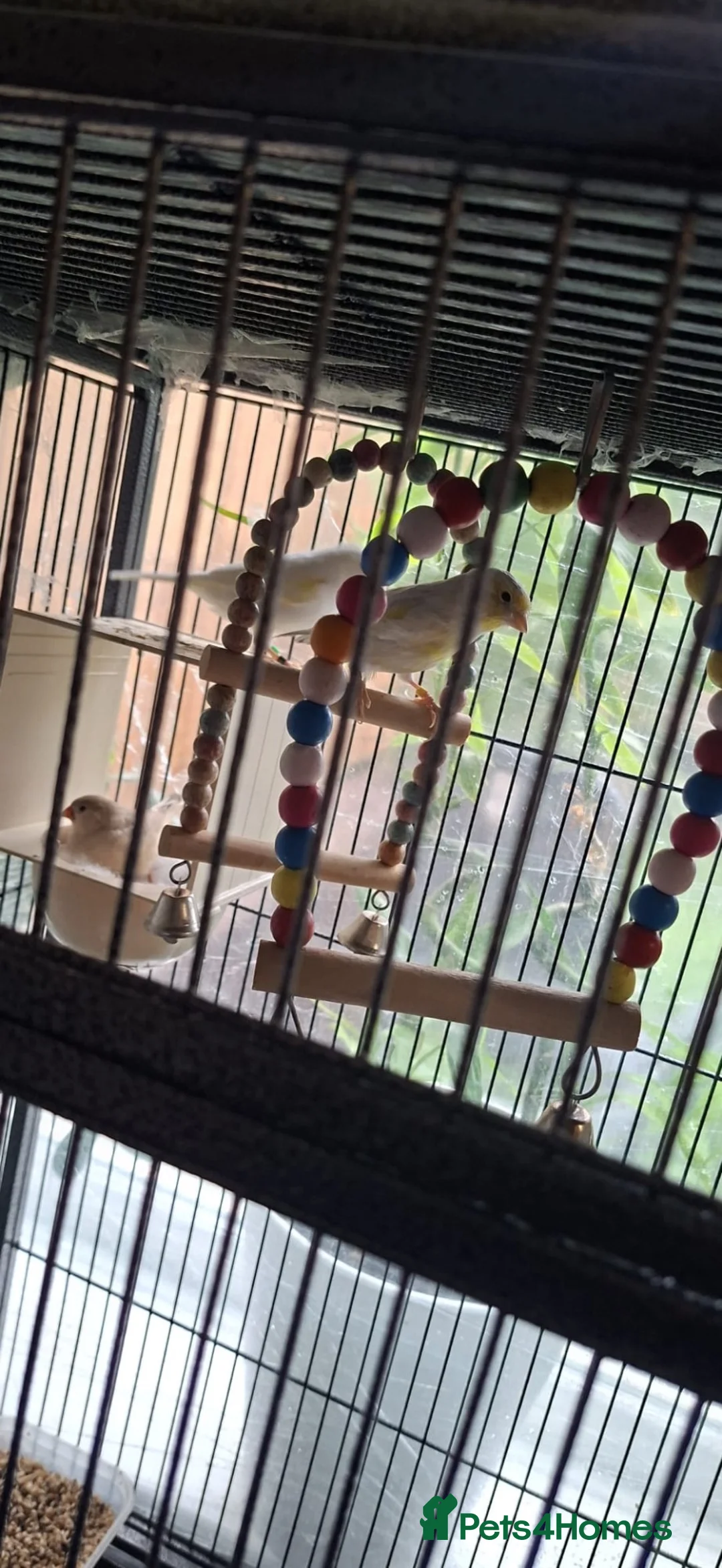 Canaries birds for sale: 2 Canaries yellow mosaic  in Walsall - Advert 2