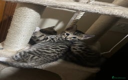 Bengal cats for sale: Half bengal kittens looking for their forever home - Image 4