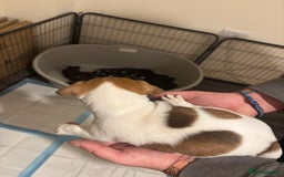 Jack Russell dogs for sale: Beautiful Jack Russell puppies  - Advert 4