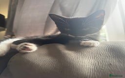 European cats for sale: Cat needs rehoming - Image 3