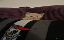 Mixed Breed cats for sale: Little boy  - Advert 4