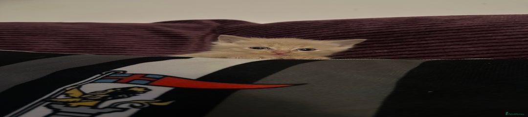 Mixed Breed Kitten 1