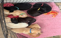 Labrador Retriever dogs for sale: Beautiful labrador - last girl (yellow collar) - Image 11