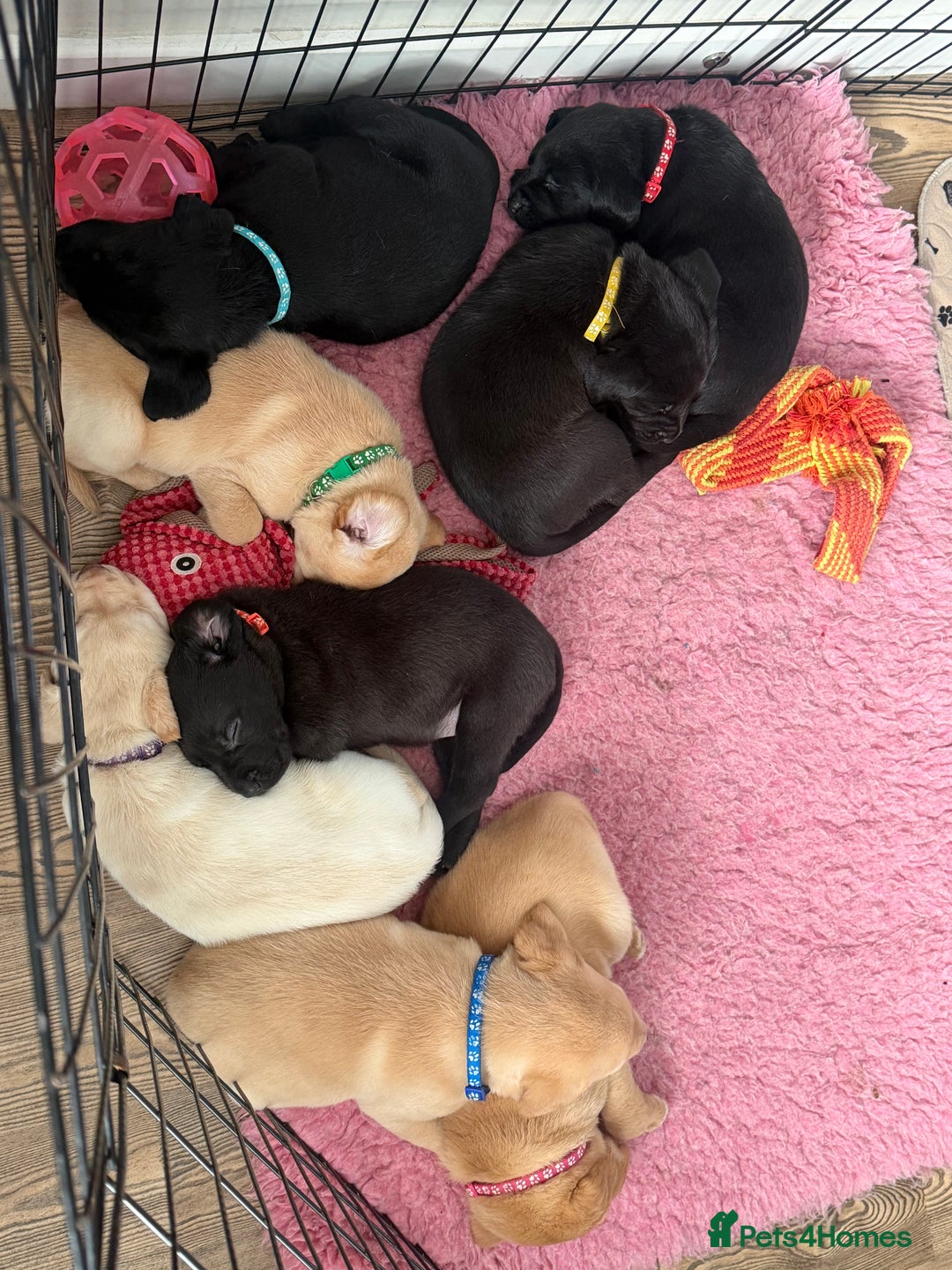 Labrador Retriever dogs for sale: Beautiful labrador - last girl (yellow collar) - Image 11