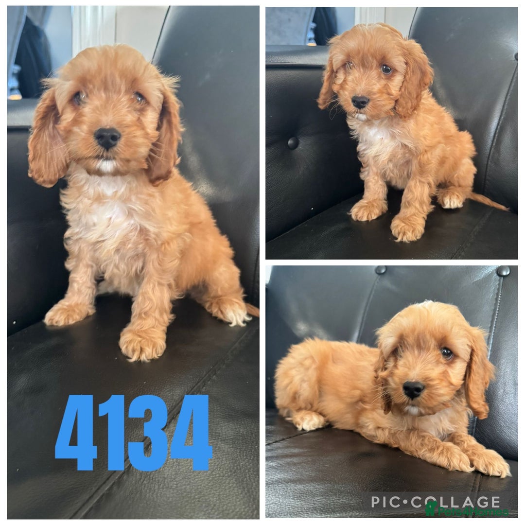 Cockapoo dogs for sale: Beautiful litter of f1 toy cockapoos  - Advert 7