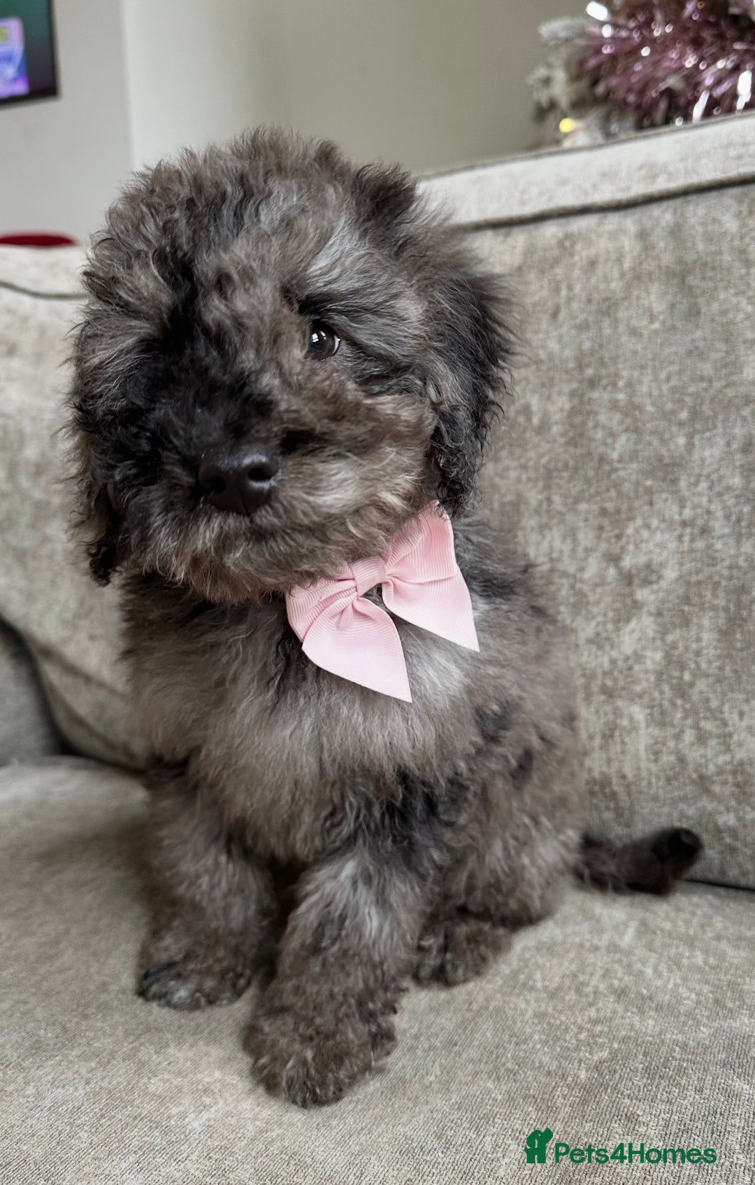 Cockapoo dogs for sale: Outstanding Cockapoos’s  - Advert 13