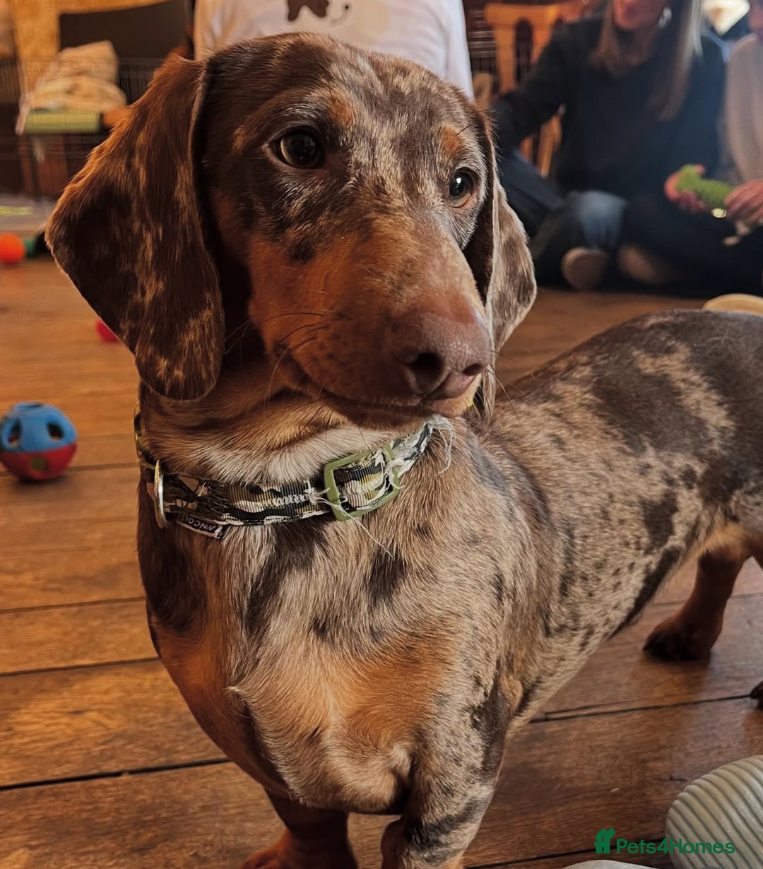 Dachshund dogs for stud: Stunning Dapple Standard Dachshund at Stud  - Image 2
