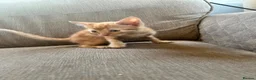 Mixed Breed cats for sale: 4 kittens  in Clacton-on-Sea - Advert 12