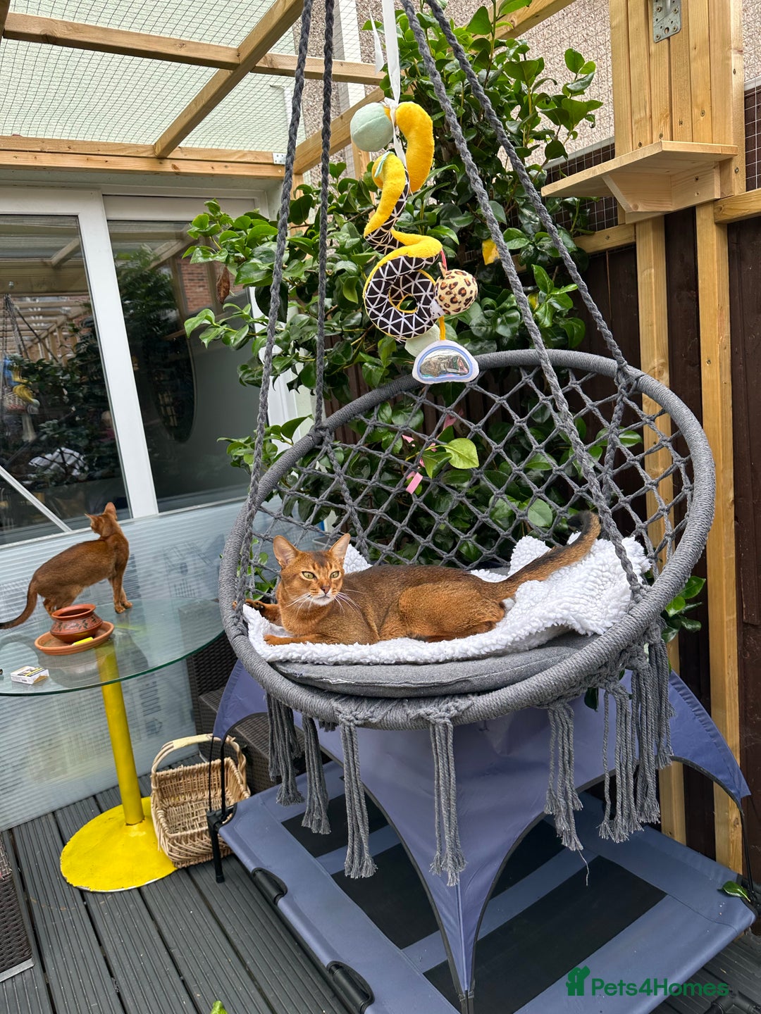 Abyssinian cats for stud: Champion line Aby boy for stud in Romford - Image 14