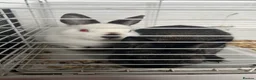 Mixed Breed rabbits for sale: 3 Rabbits to a good home  - Advert 4