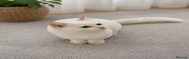 Scottish Fold 3.intelegent