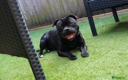 Staffordshire Bull Terrier dogs for sale: KC Reg Staff Pups Blue/Black, Champion Blood Lines - Image 27