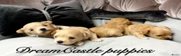 Maltipoo dogs for sale: Tiny maltipoo puppies Asian poodle dad  - Advert 9