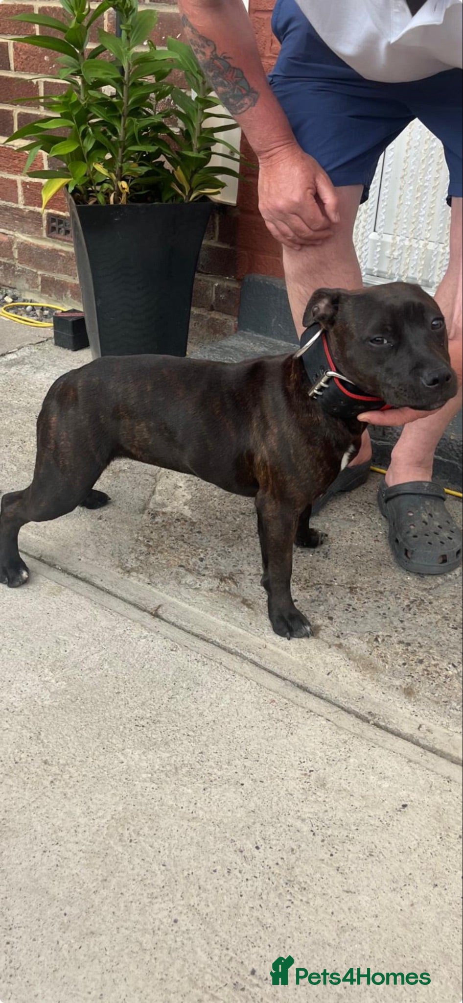 Staffordshire Bull Terrier dogs Staffordshire bull terrier full kc - Advert 6