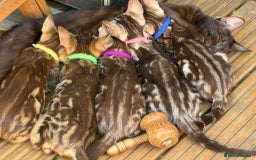 Ocicat cats for sale: 5 Ocicat Classic Kittens - Image 2