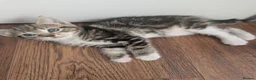 Mixed Breed cats for sale: 4 adorable kittens looking for a future home - Advert 4