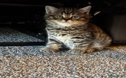 Mixed Breed cats for sale: Scotish straight and mixed  - Image 1